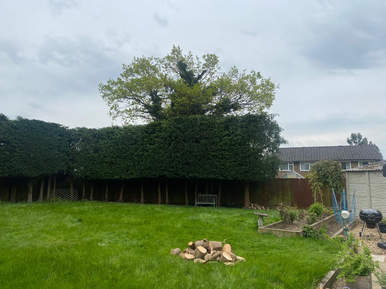 Hedge cutting in progress with neatly shaped boundary hedge
