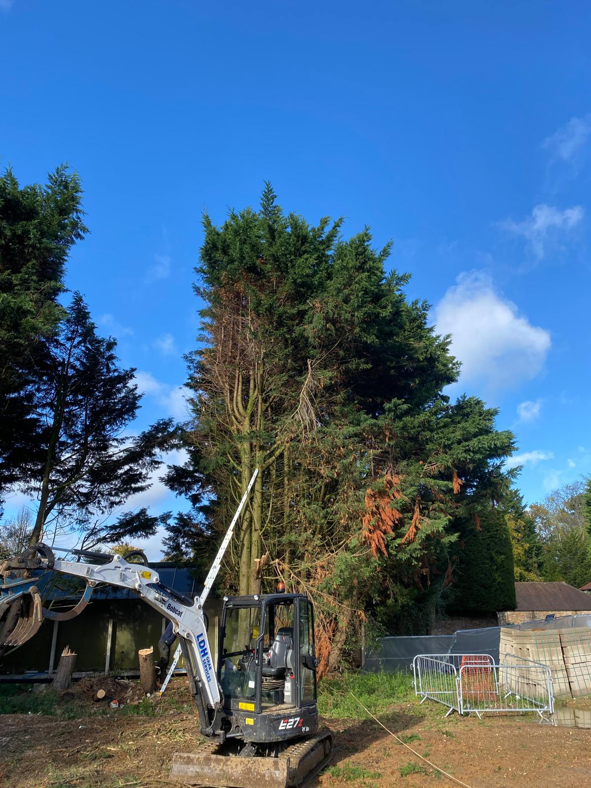 Site clearance progress with cut material stacked for removal