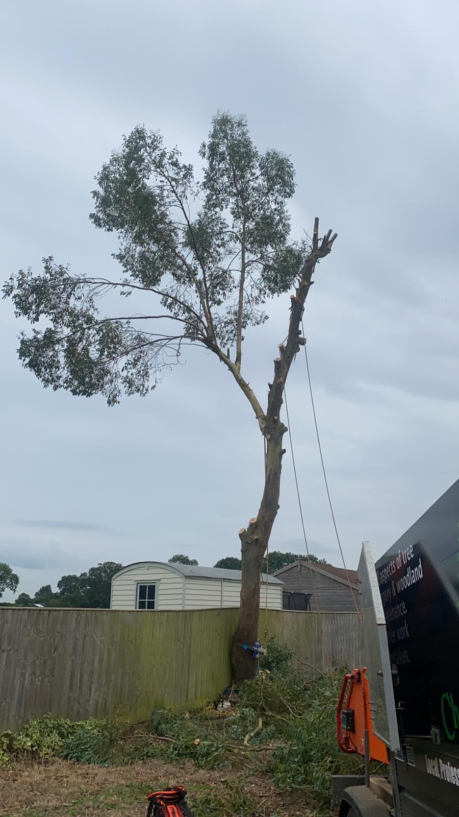 Safe tree removal operation with controlled sectional cutting