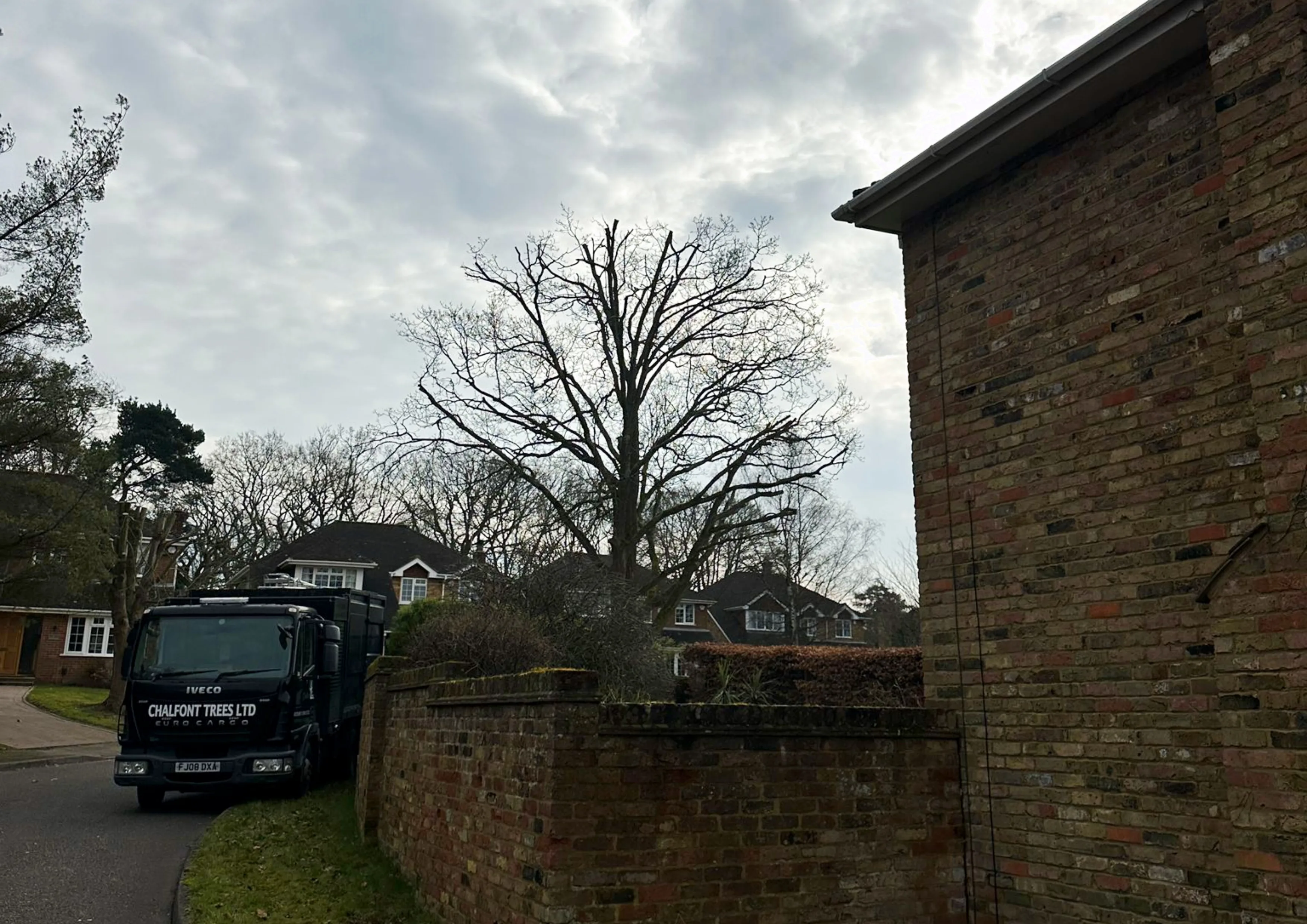 Crown reduction on an oak tree