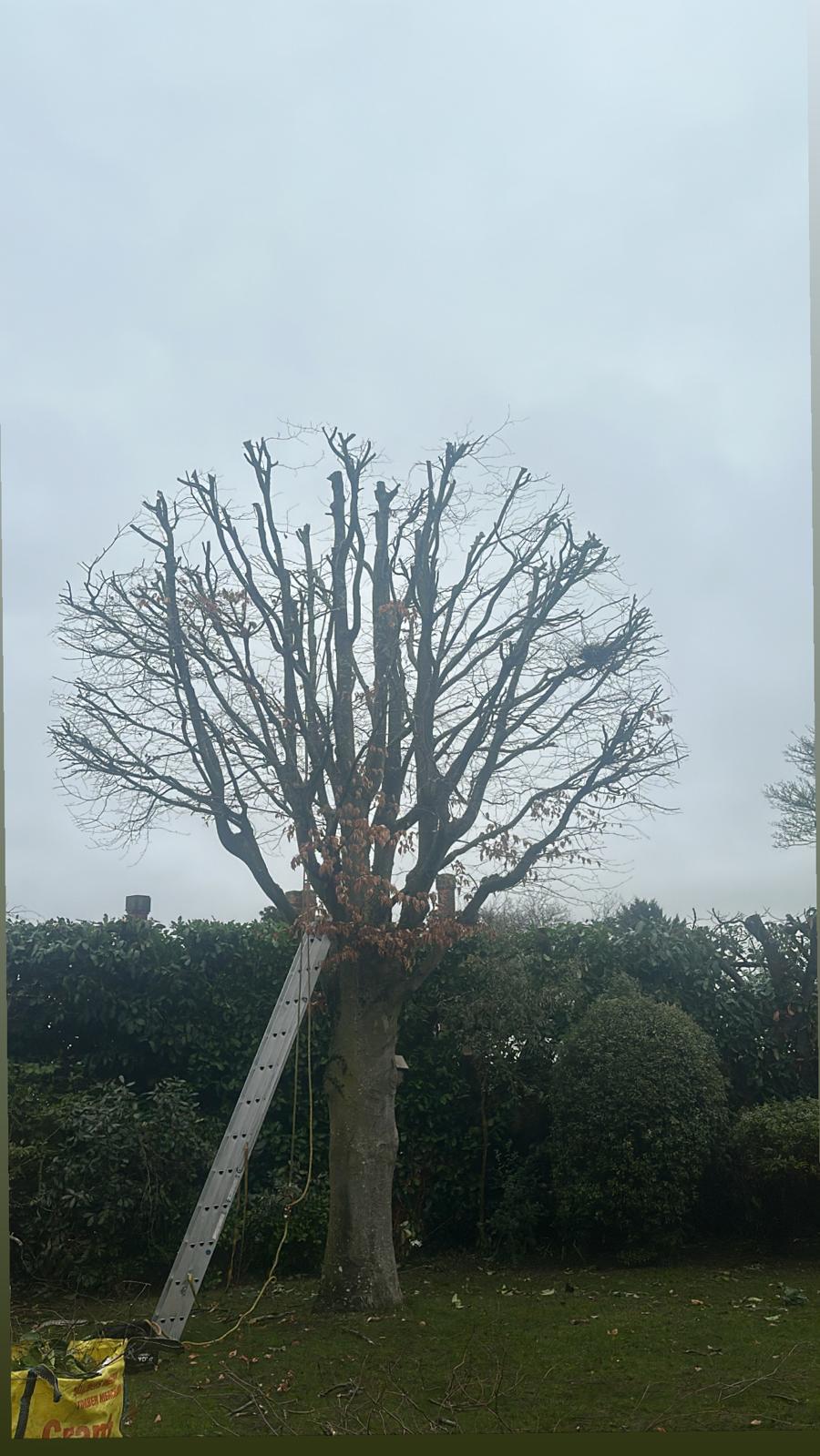 Crown reduction at a residential  property