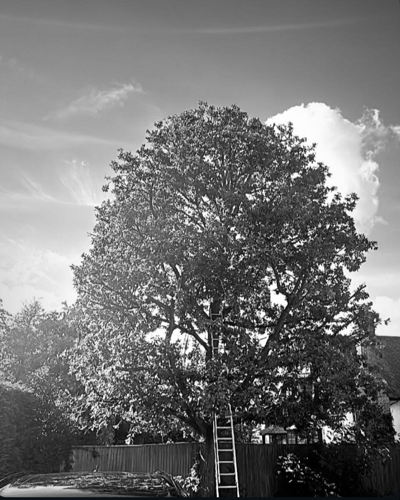 Crowning and shaping at a residential property