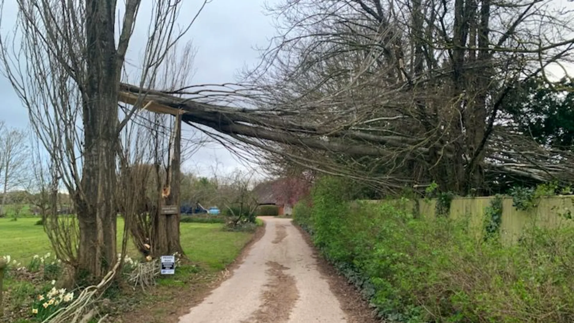 Storm-damaged tree leaning across a driveway and suspended from a split trunk