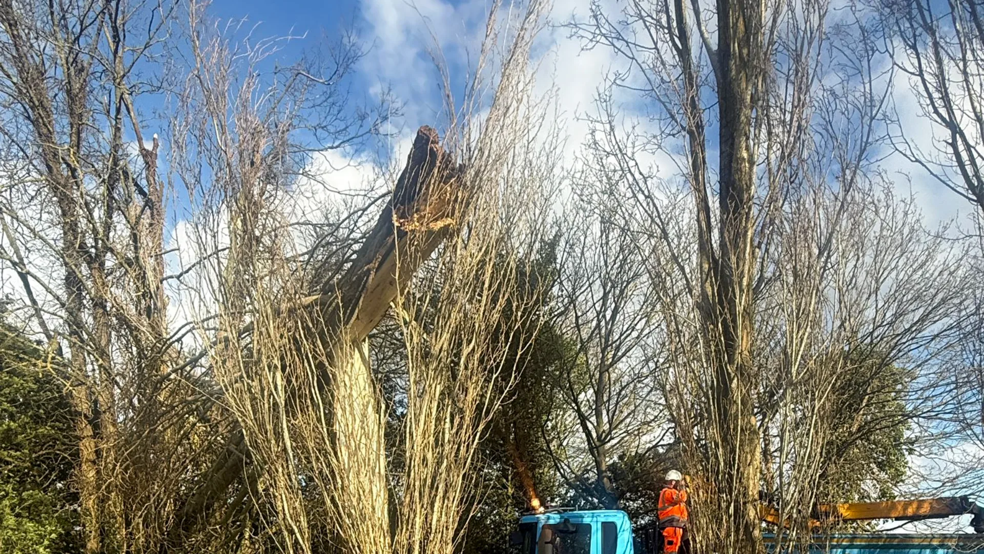 Emergency tree surgeons removing a split storm-damaged poplar with machinery on site