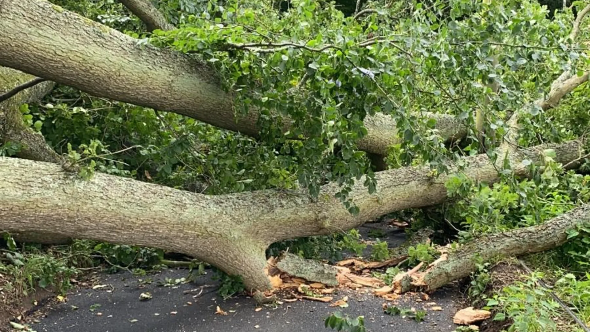 Fallen tree blocking road