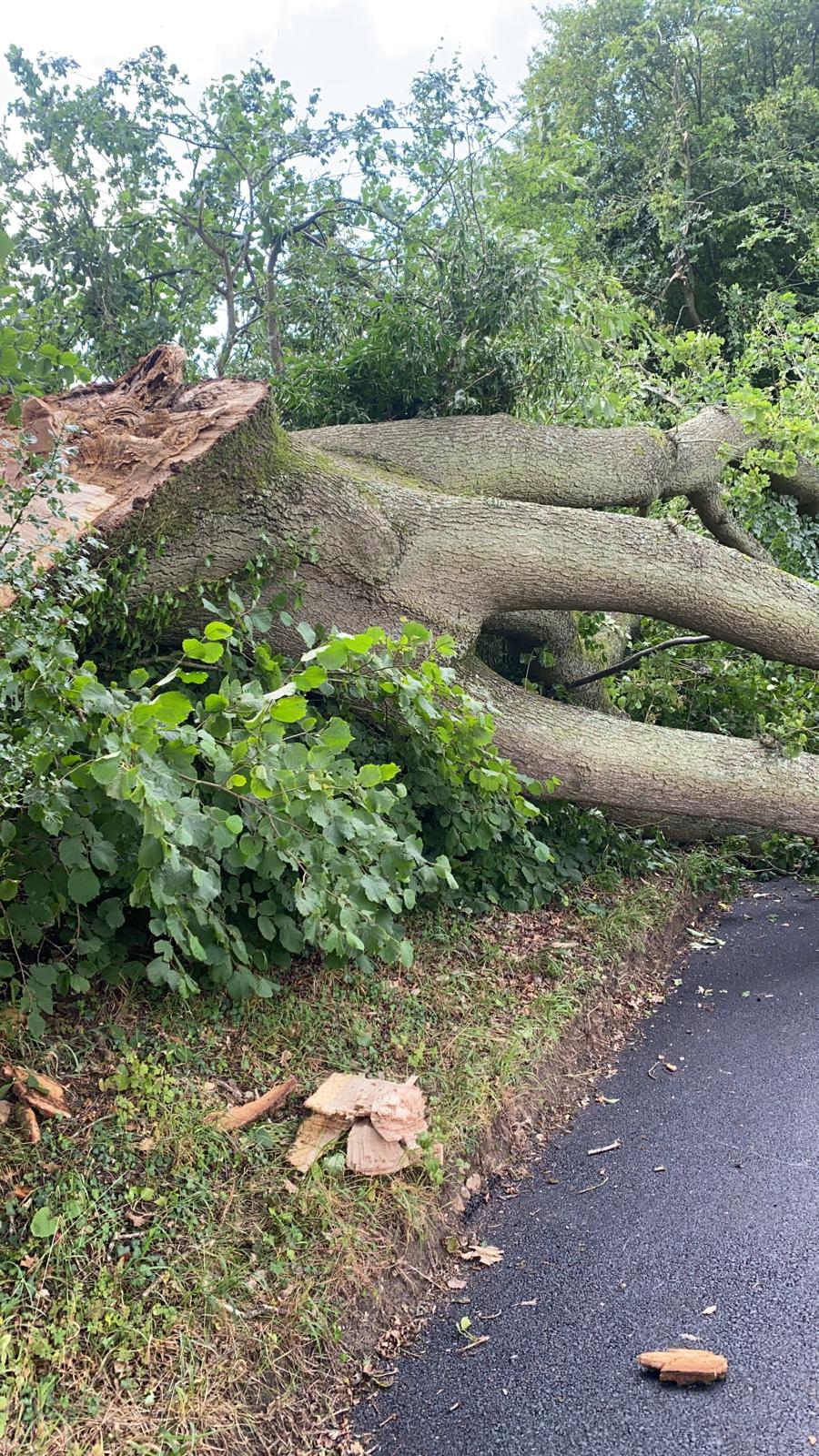 Fallen tree blocking road