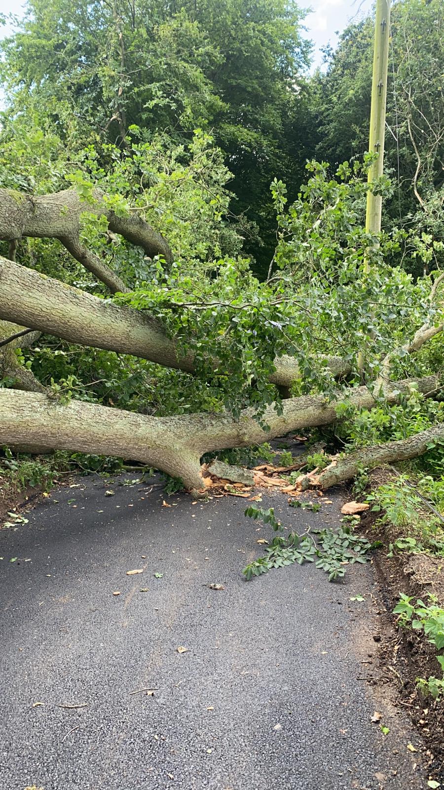 Fallen tree blocking road
