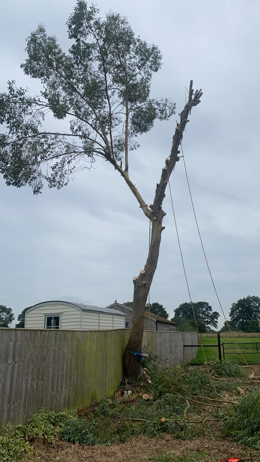 Tree overhanging fence line being removed.
