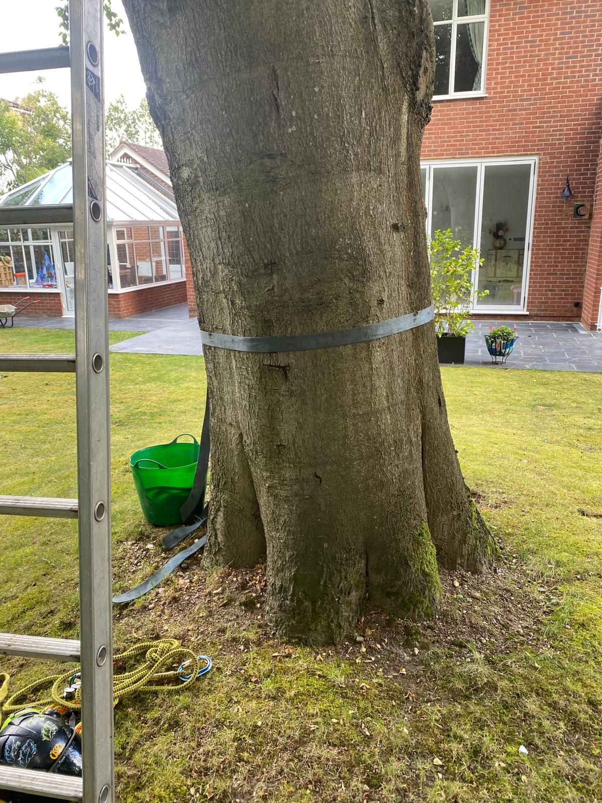 Damaged tree close to property