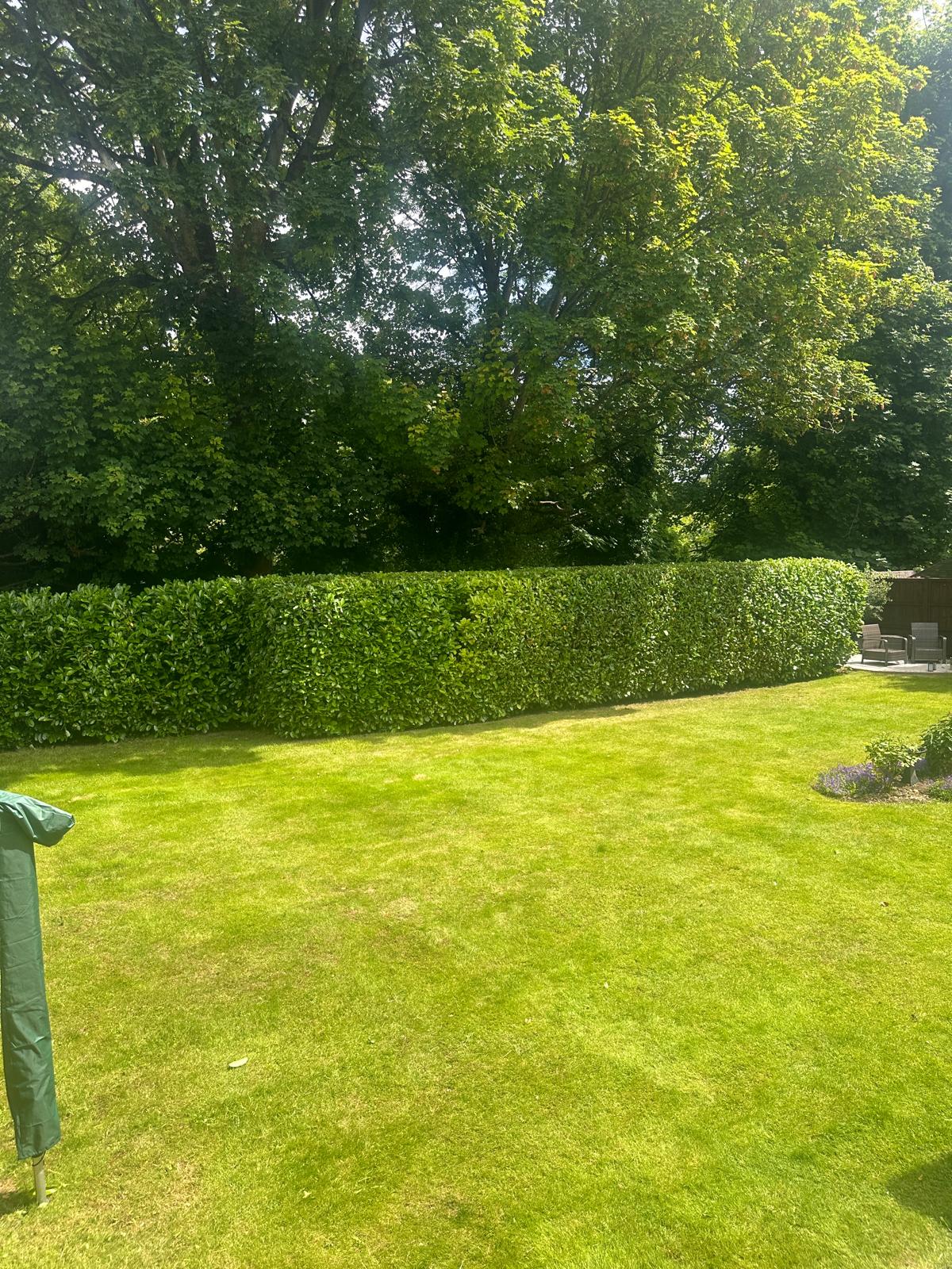 Hedge cutting at residential property