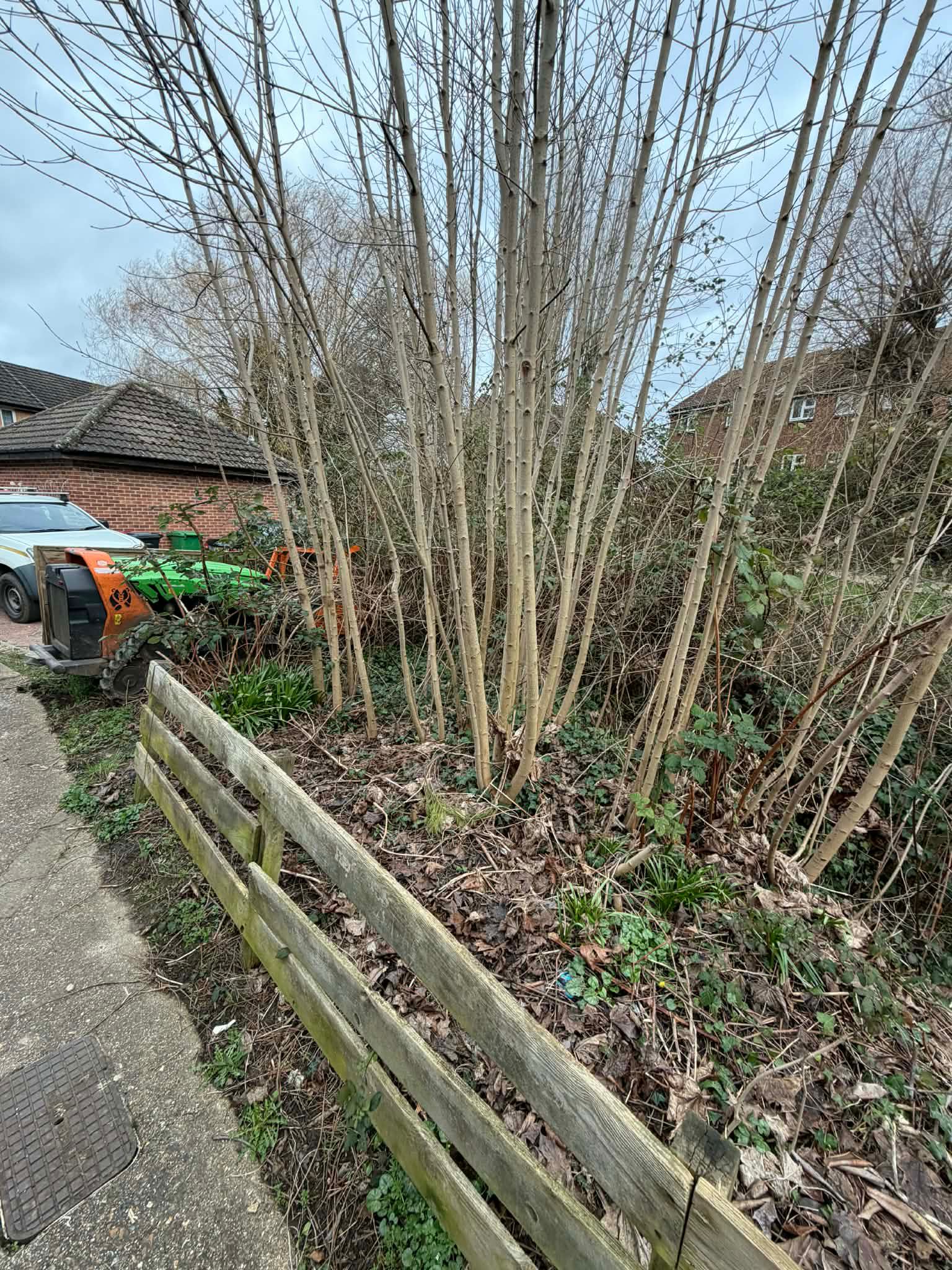 Robo flail working through dense overgrowth on difficult ground