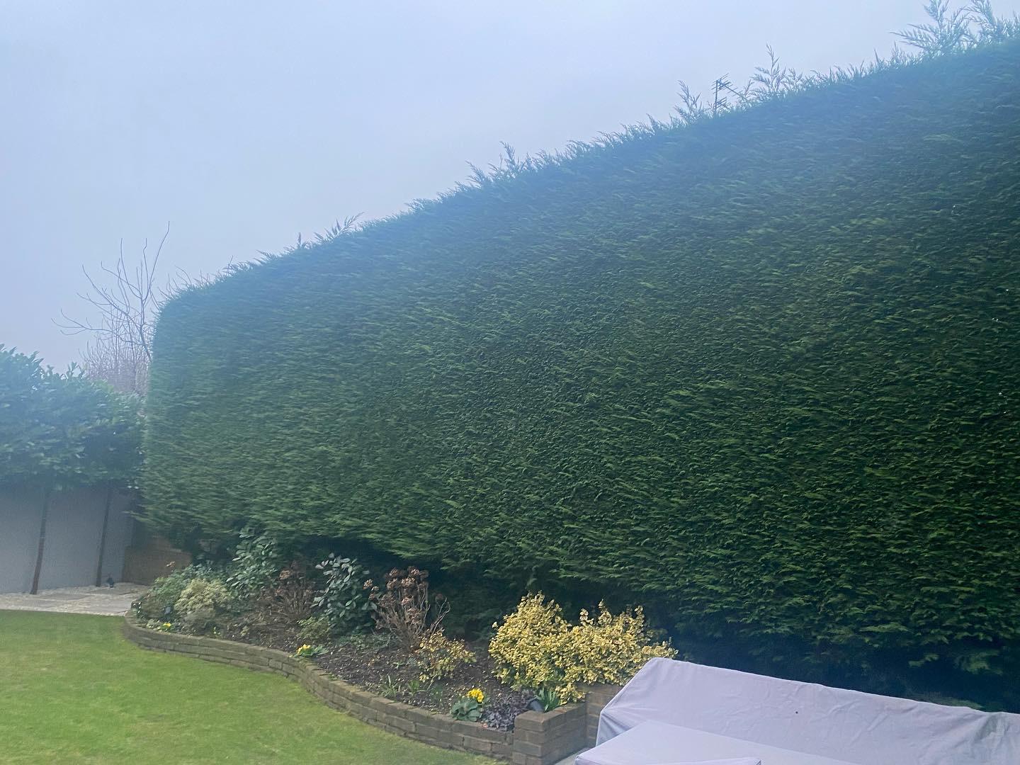 Hedge cutting