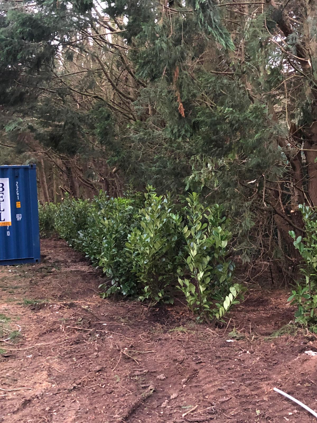 Laurel trees planted
