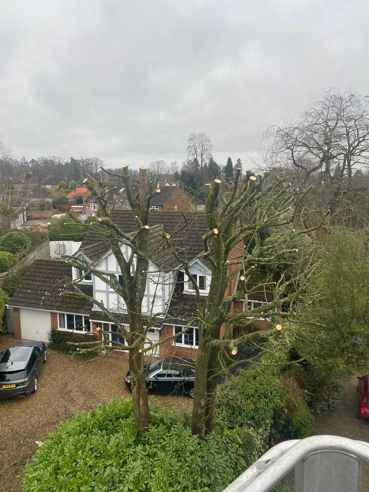 Tree pollarding at residential property