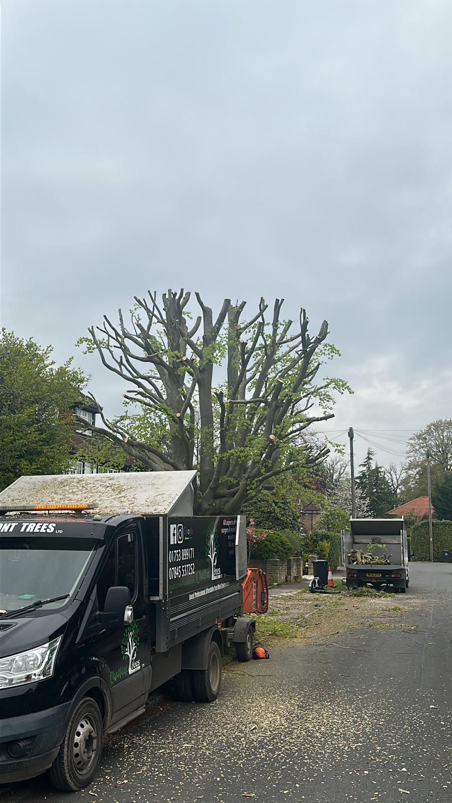 Tree pollarding at residential property