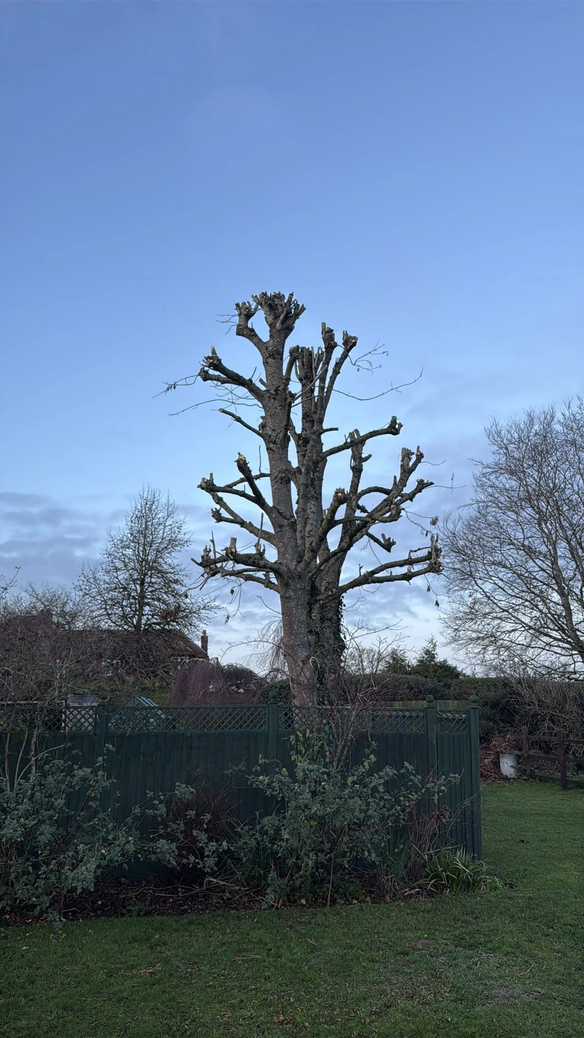 Image of three trees which have been pollarded