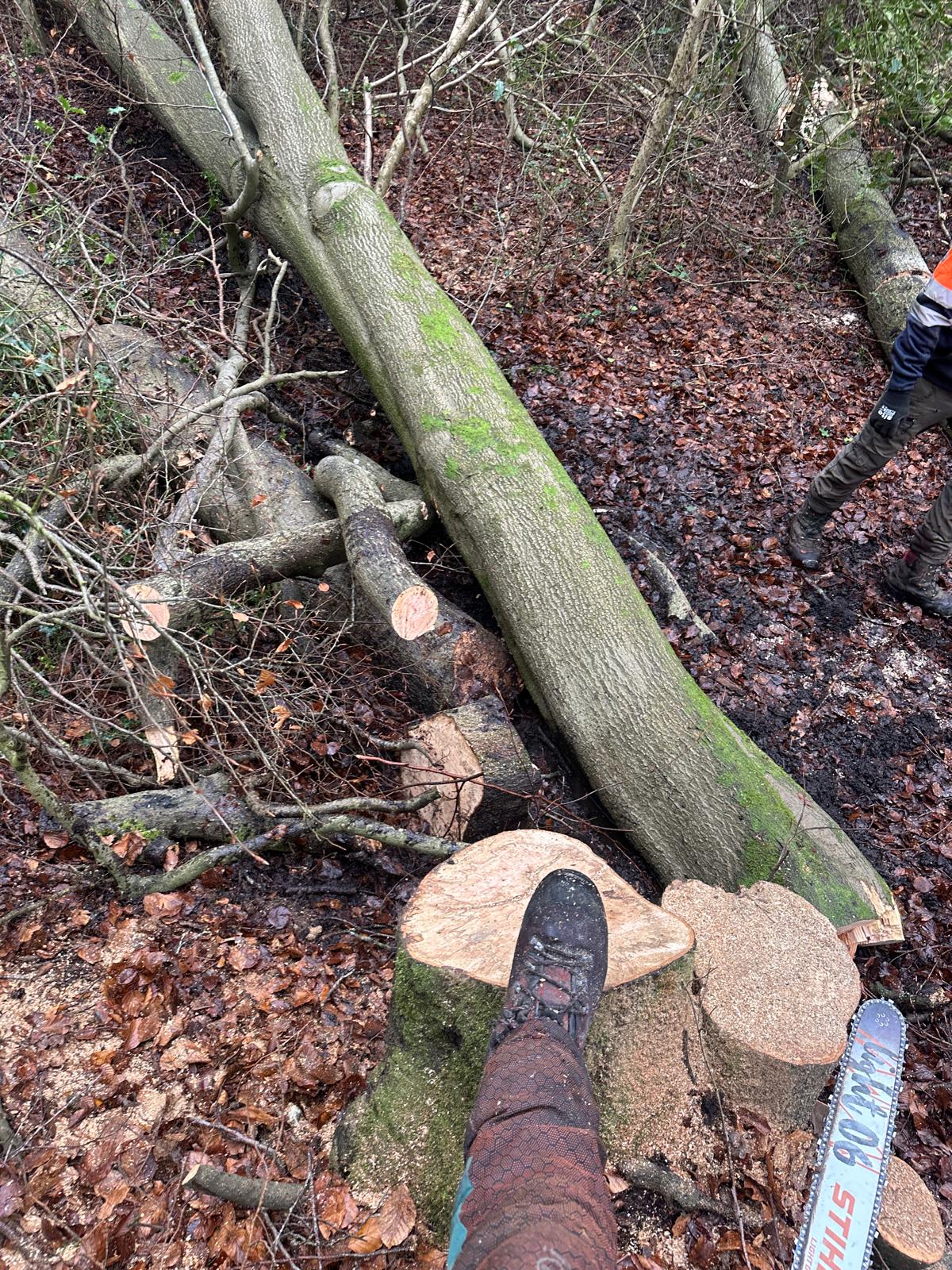 Limbs removed in sections