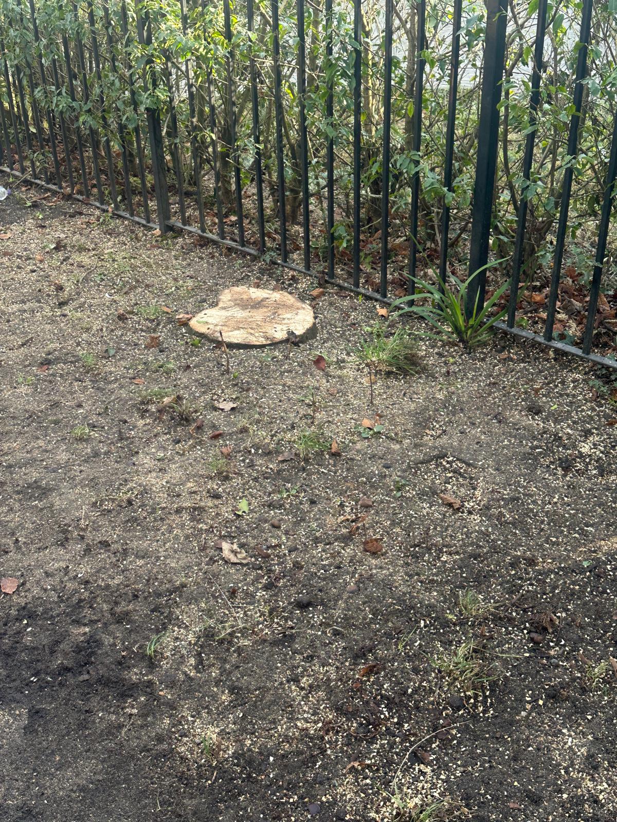 Tree stump ready for grinding