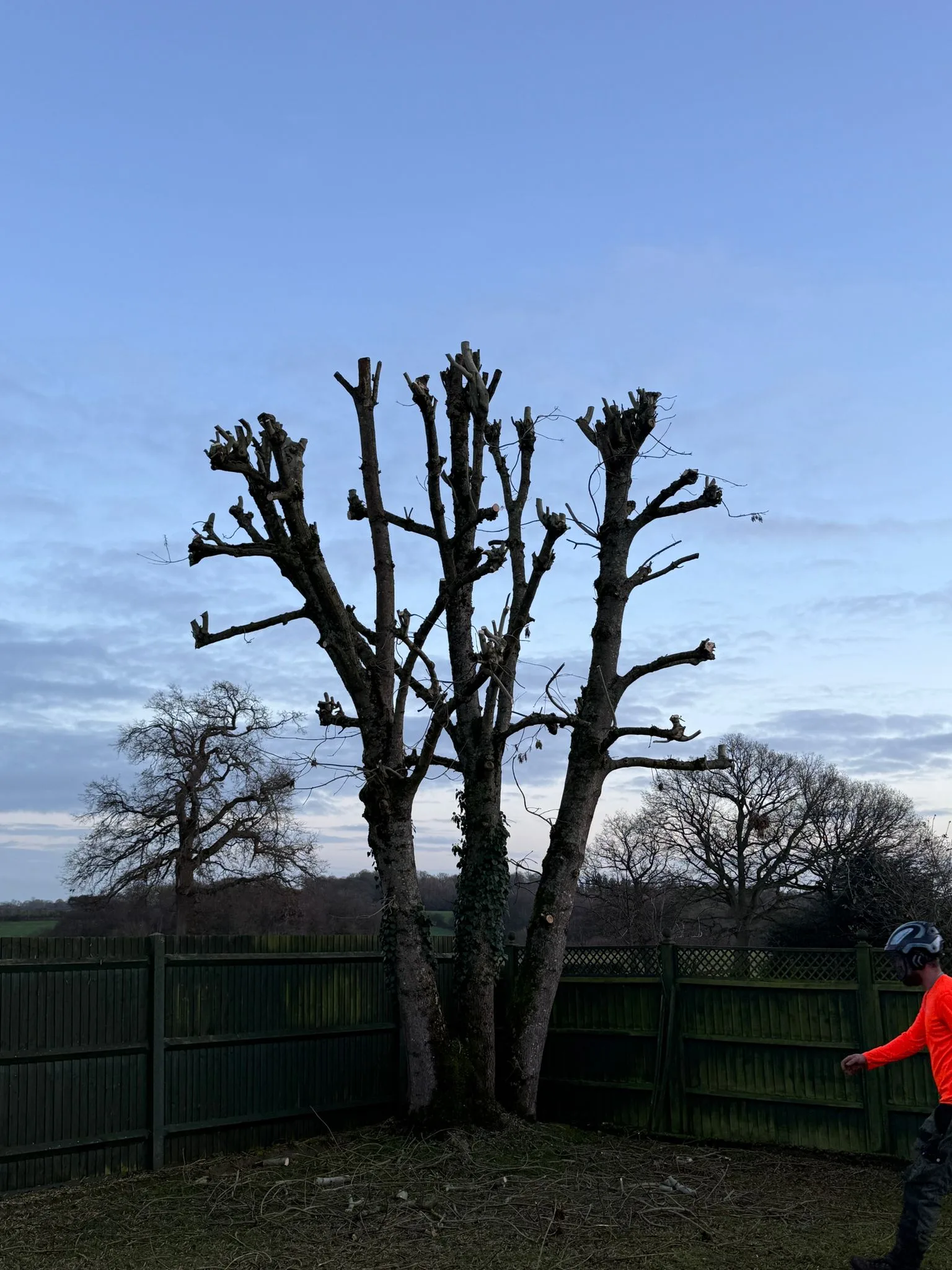Tree Pollarding in Burnham | Chalfont Trees